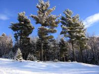 White Pines in January