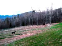 Meadow Moose