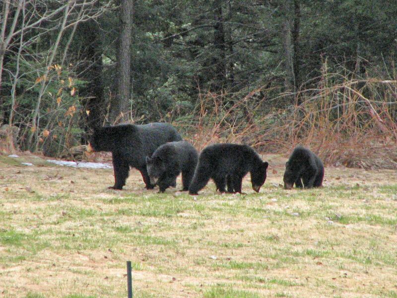 Mama Bear & Grown Cubs