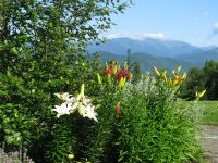Lilies Over the Valley
