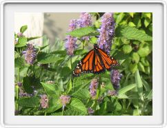Monarch Butterfliy IMG_0503a