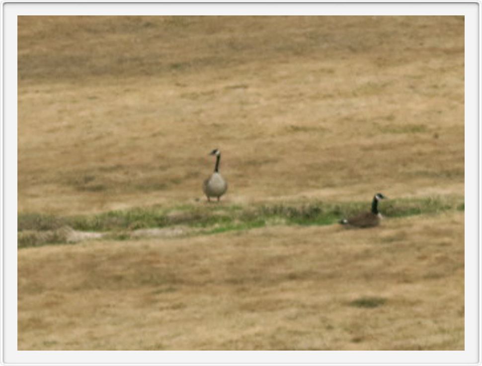 First Geese Sighting