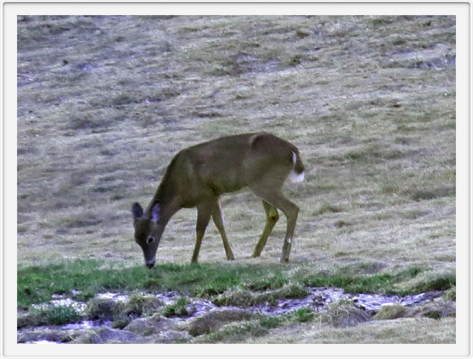 First Deer Sighting